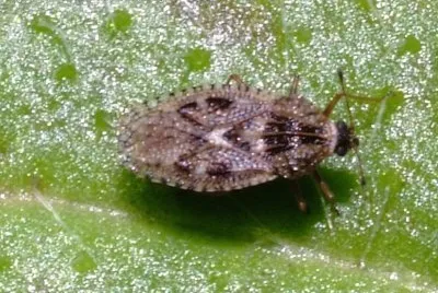 פאזל של Dictyla nassata