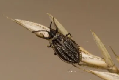 פאזל של Acalypta marginata