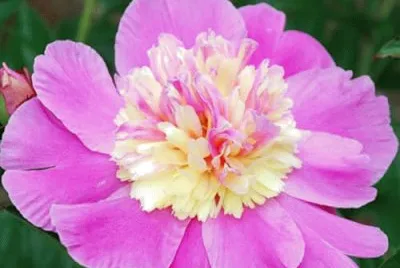 flores