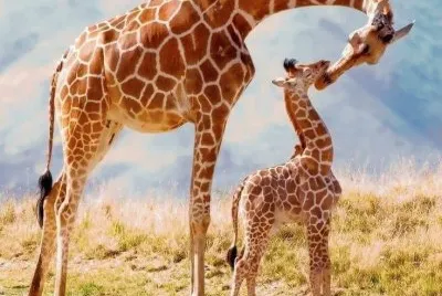 imagem jigsaw puzzle
