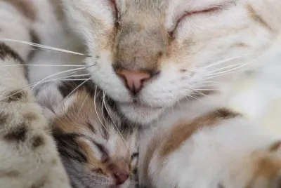 mama cat