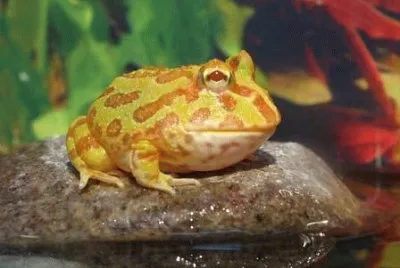 Pacman albina