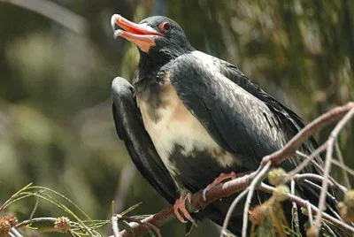 Fregata minore