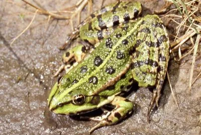 Verde maggiore