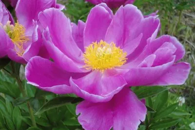 flores