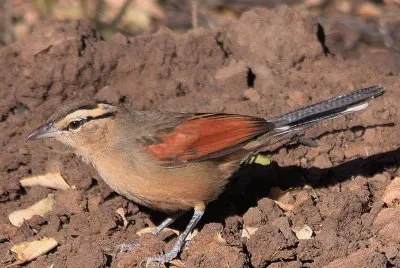 Brown crownedt chagra
