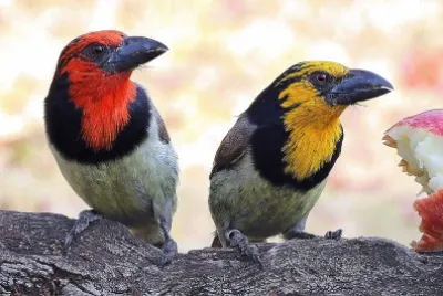 Lybius torquatus