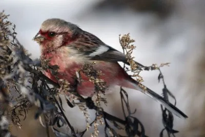 Ciuffolotto siberiano
