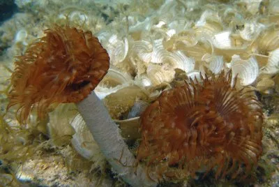 Spirografo