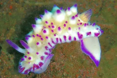 Mexichromis multitubercolata