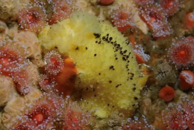 Doris montereyensis
