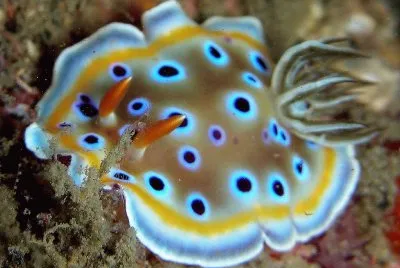 Goniobranchus geminus