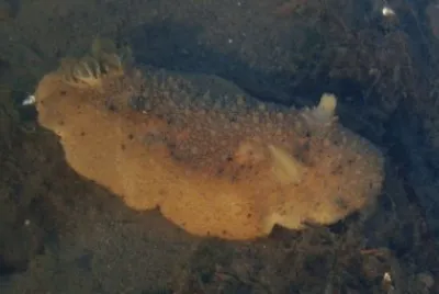 Peltodoris nobilis