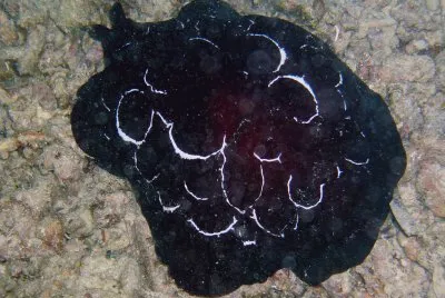 Pleurobranchus forskam