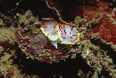Diaphorodoris papillata