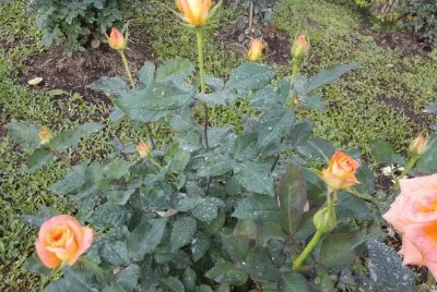ROSAS jigsaw puzzle