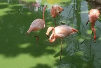 FLAMINGOS