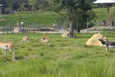 CARIBUES