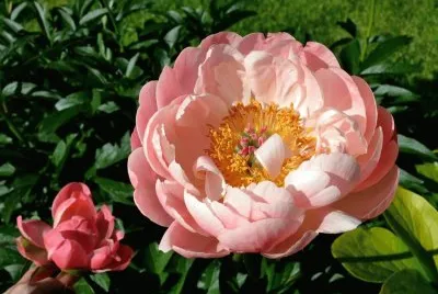 flores
