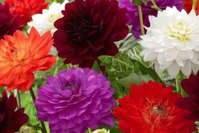 flores