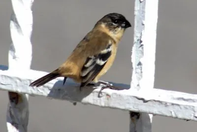 פאזל של A very beautiful small bird