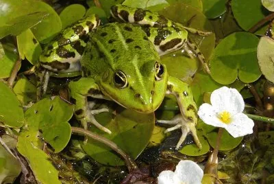 Verde minore