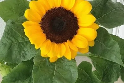 flores