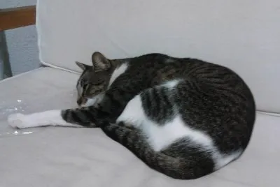 פאזל של Other of the great lady botitas