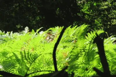 ferns