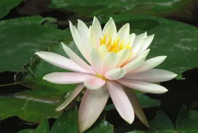 Vietnam flor de loto