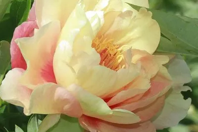 flores