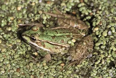 Verde italiana