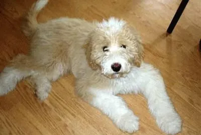 Piredoodle