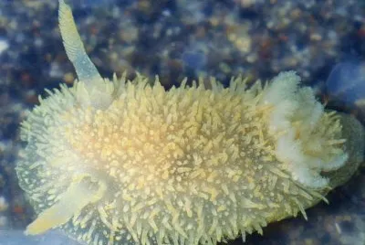 Acanthodoris pilosa