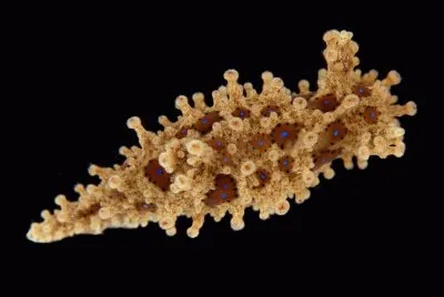 Aegires punctilucens