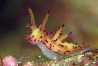 פאזל של Aegires villosus