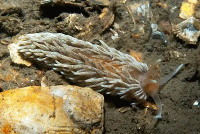 פאזל של Aeodiella glauca