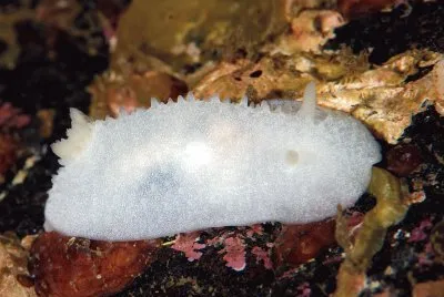 Aldisa zetlandica
