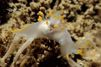 Ancula gibbosa