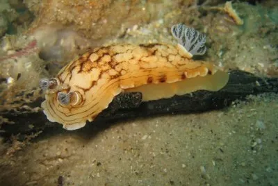 פאזל של Aphelodoris varia