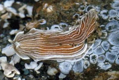 Armina californica