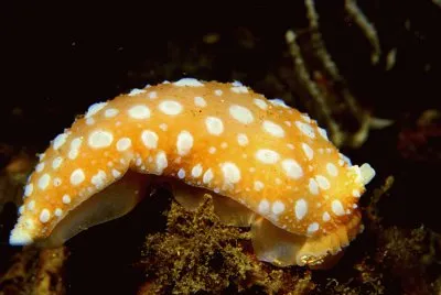 פאזל של Armina maculata