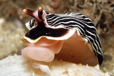 Armina tigrina