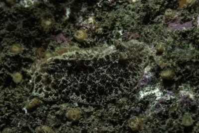 Atagema gibba