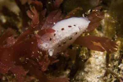 פאזל של Atagema rugosa