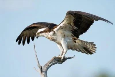 Osprey