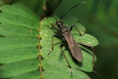 Alydus eurinus