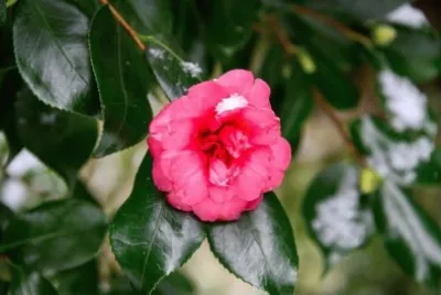 flores