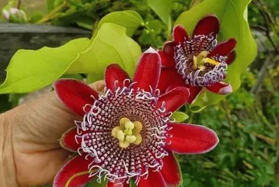flores