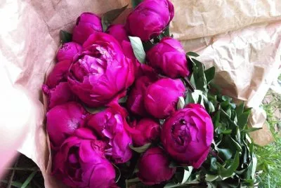 flores